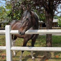 Formation Equi Sophrologie en e-learning