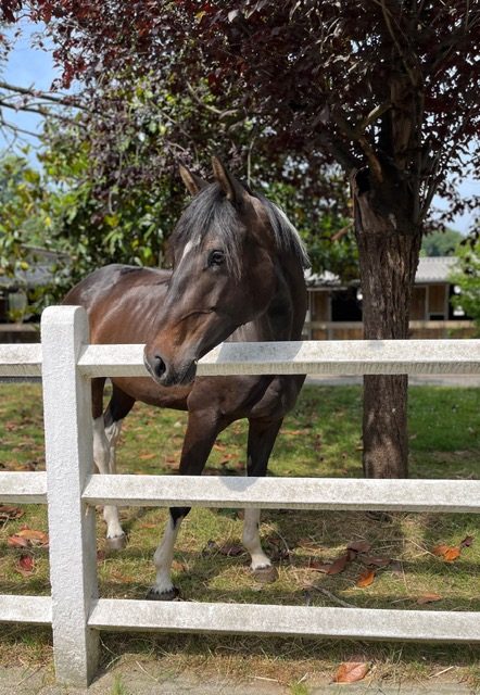 ecole naitre et sens equi sophrologie 1