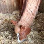 ecole naitre et sens equi sophrologie 4